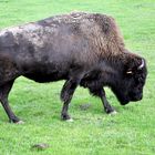 bison