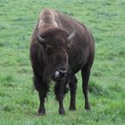 Bison