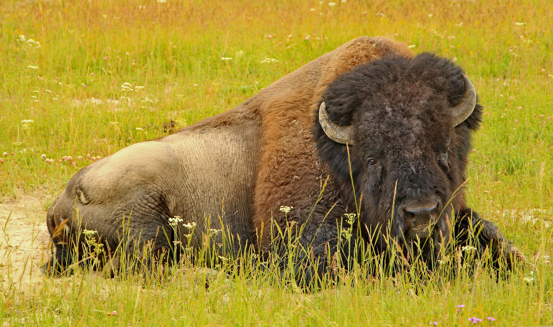Bison Foto & Bild north america, united states, national parks Bilder auf