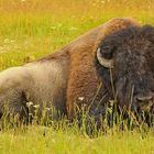 Bison