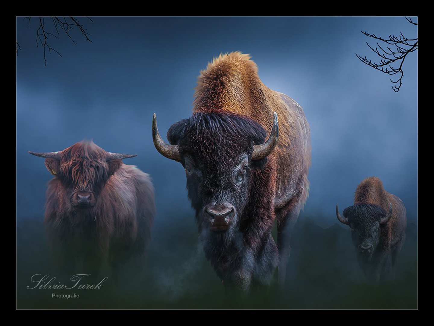 Bison 