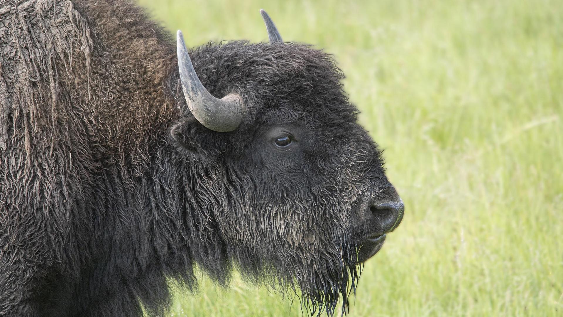 Bison Foto Bild North America United States National Parks Bilder Auf Fotocommunity