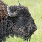 Bison