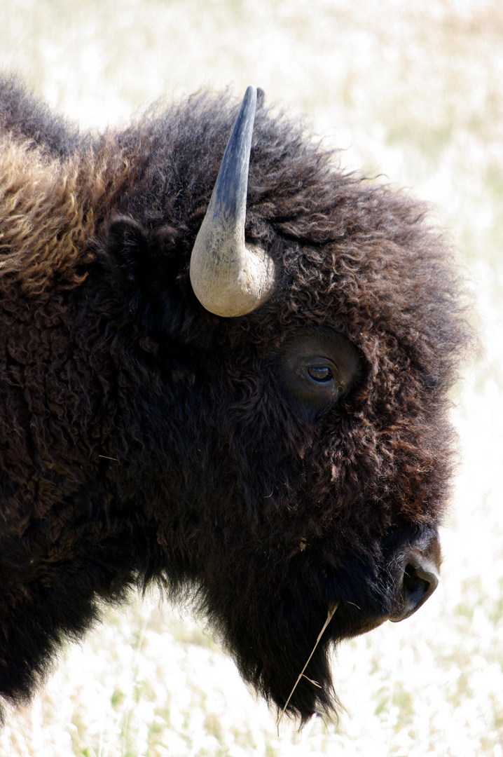 Bison