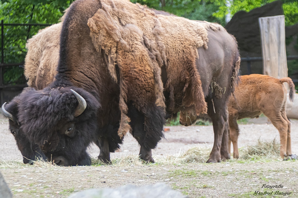 Bison