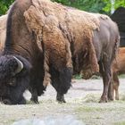 Bison