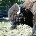 Bison