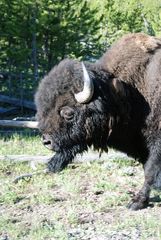 Bison