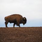 Bison