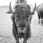 Bison