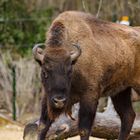 Bison 