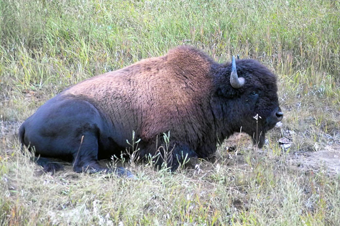 Bison