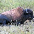 Bison