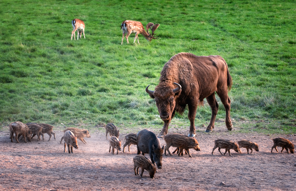 Bison