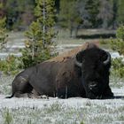 Bison