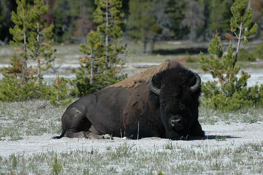 Bison