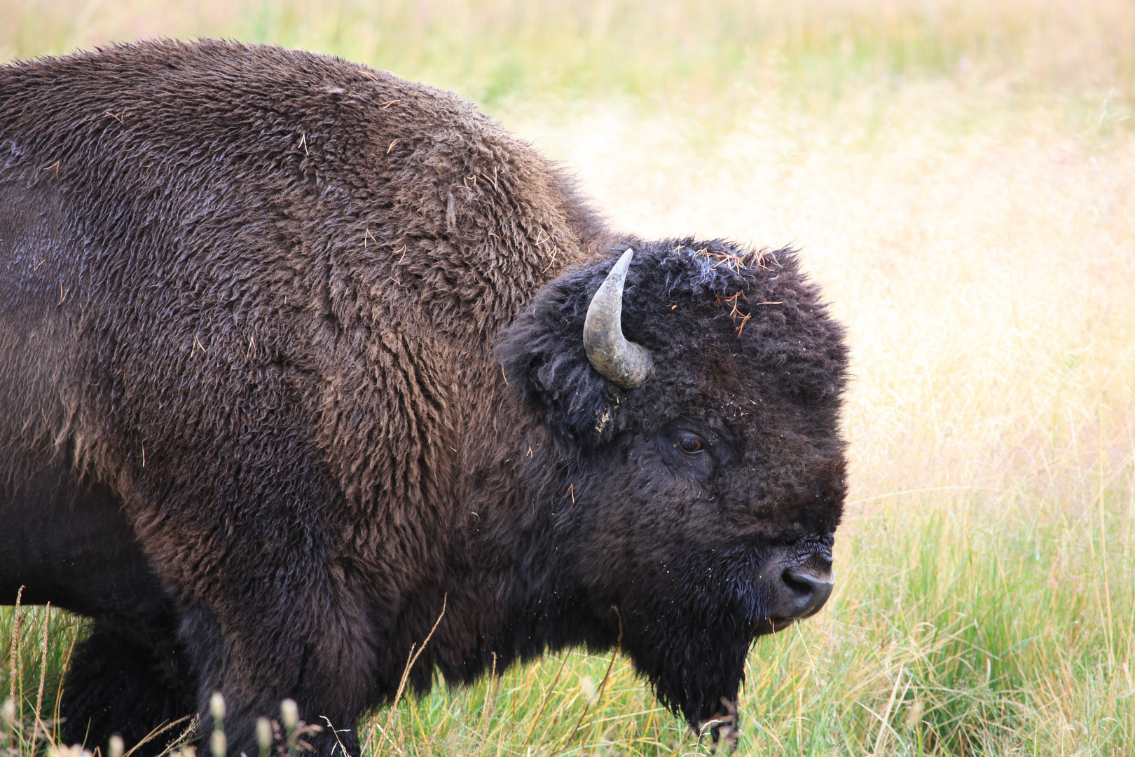 Bison