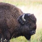 Bison