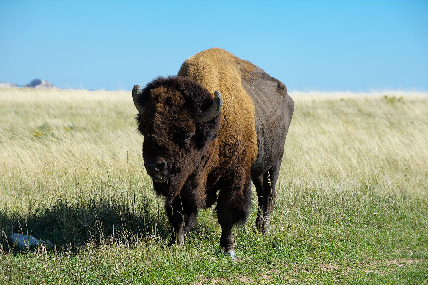 Bison Foto Bild Tiere Wildlife Saugetiere Bilder Auf Fotocommunity