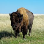 Bison