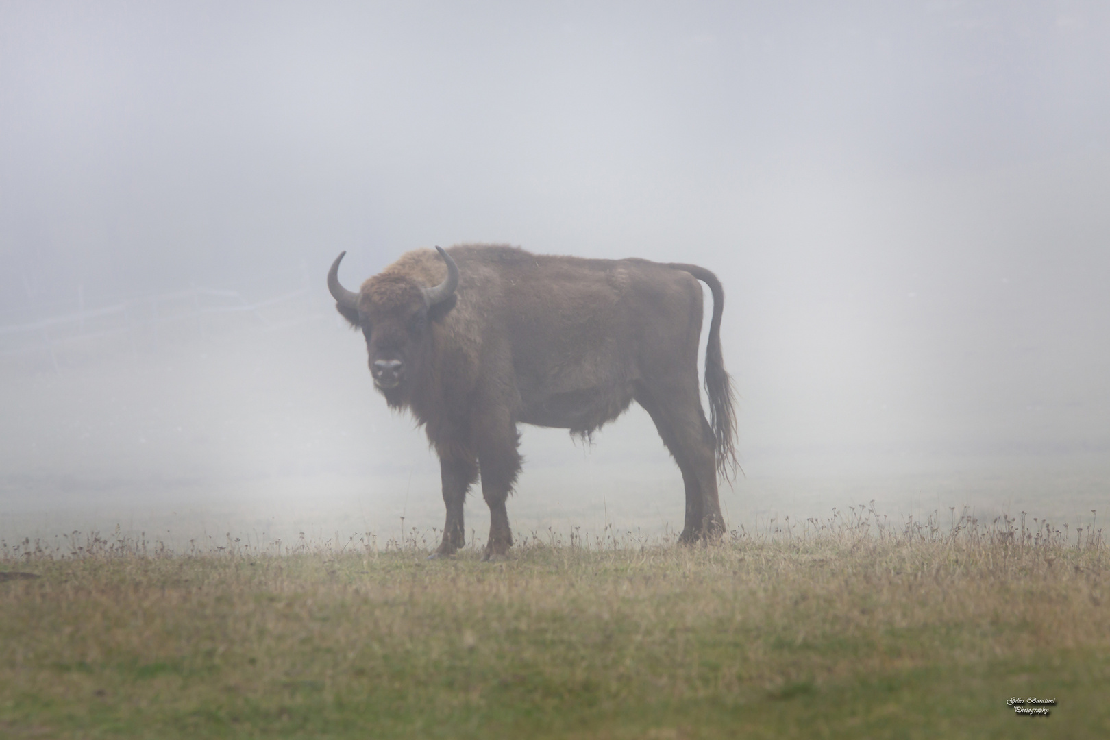 Bison