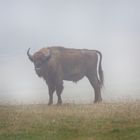 Bison