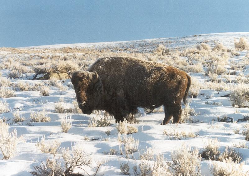 Bison