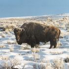 Bison