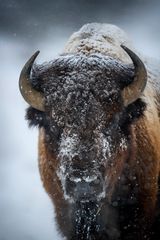 Bison