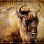 Bison