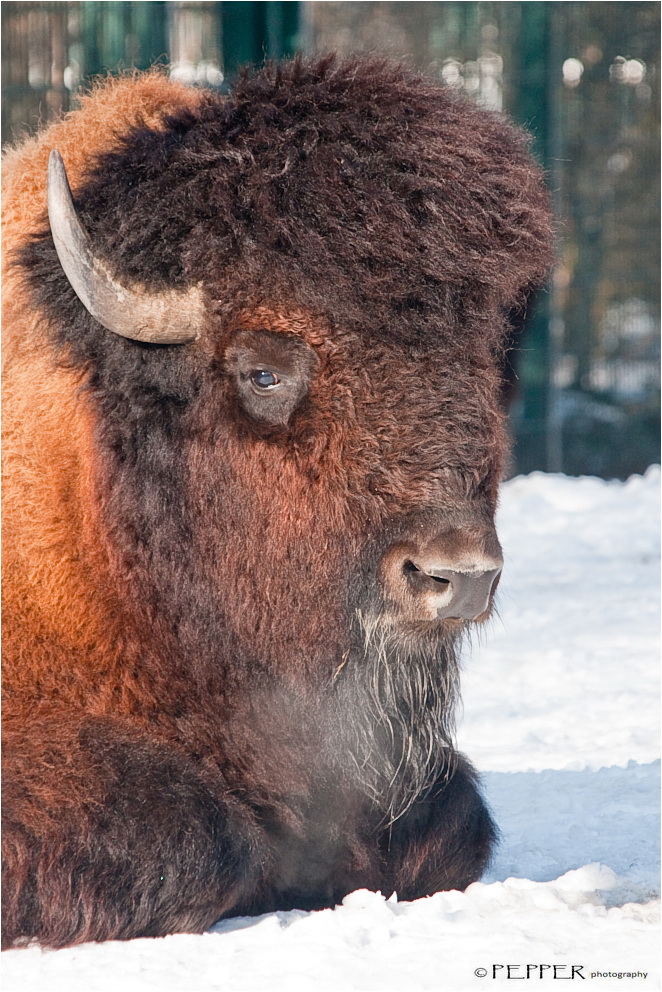 ~ Bison ~