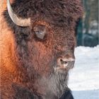 ~ Bison ~