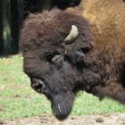 Bison