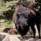 Bison