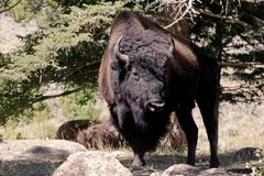 Bison