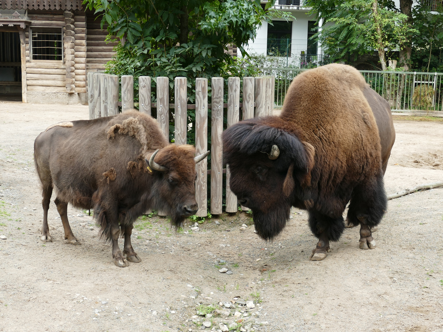 Bison (8)a