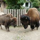 Bison (8)a