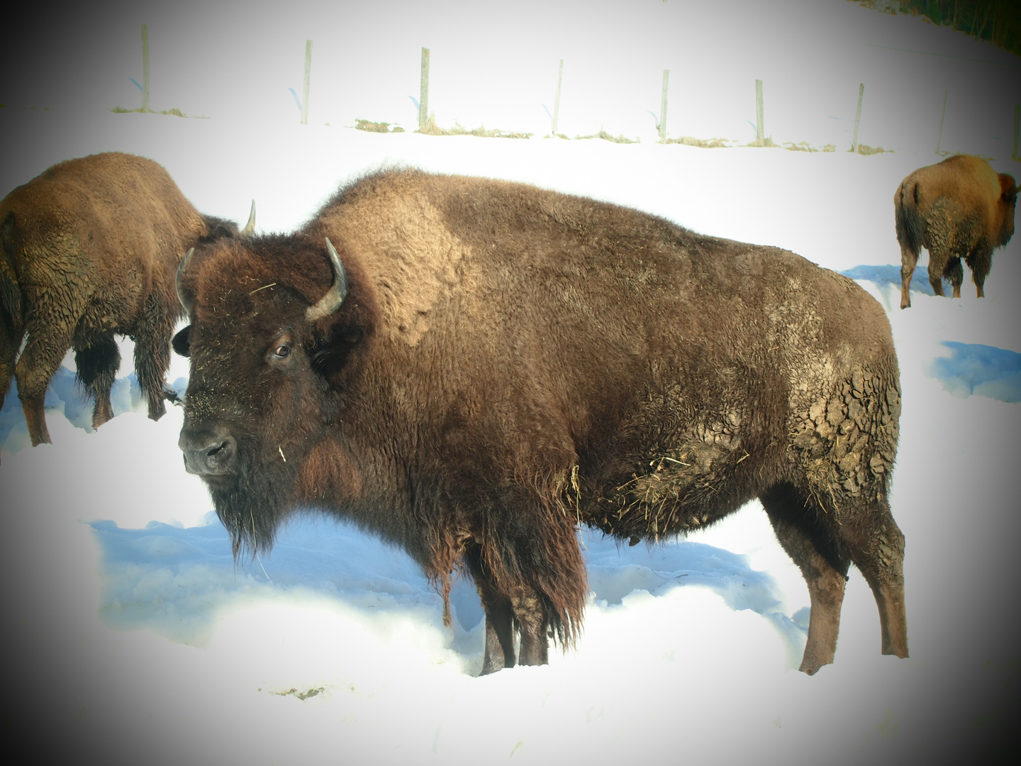 Bison