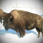 Bison