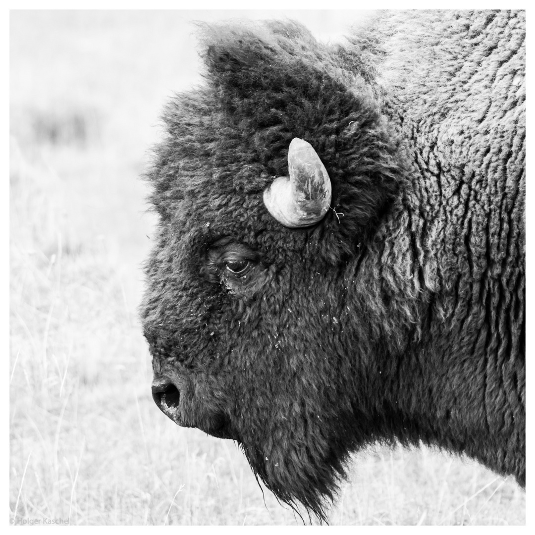 Bison