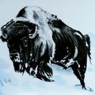 Bison