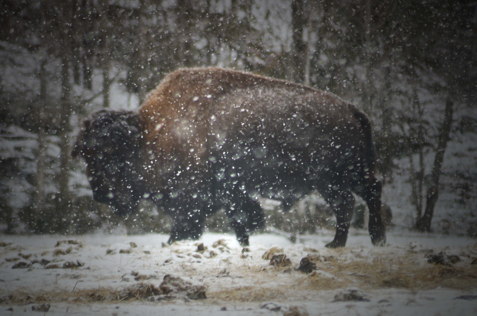 bison