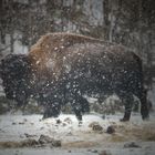 bison