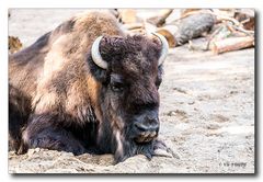 Bison