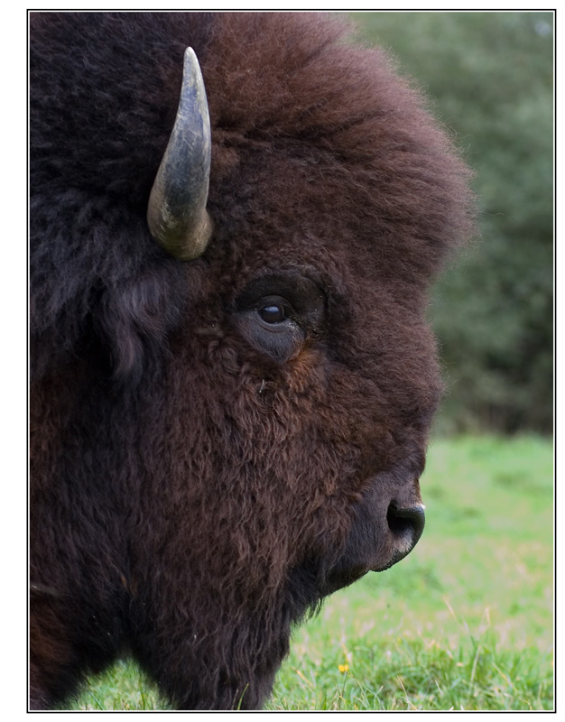 Bison