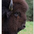 Bison