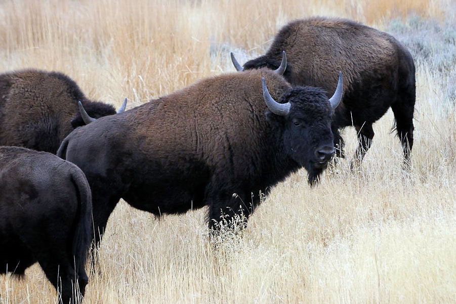 Bison