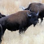 Bison