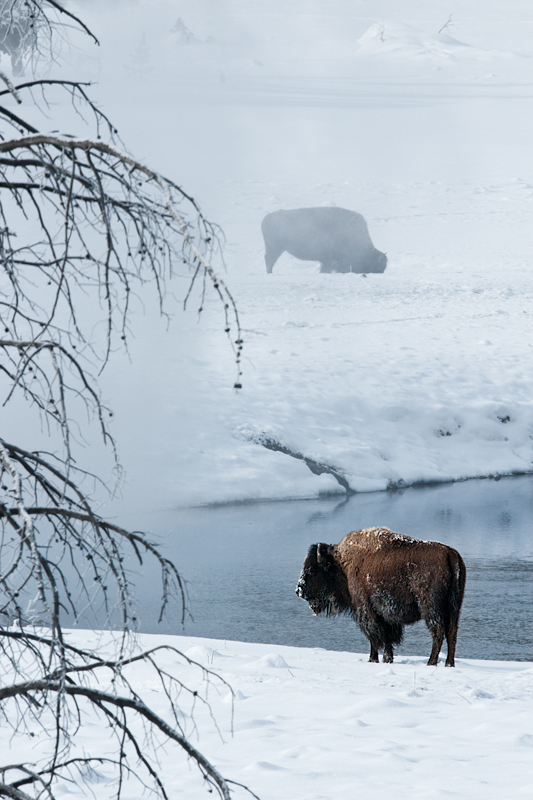 Bison