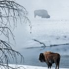 Bison
